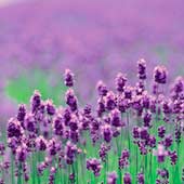 Фиолетовый и салатовый цвет в интерьере